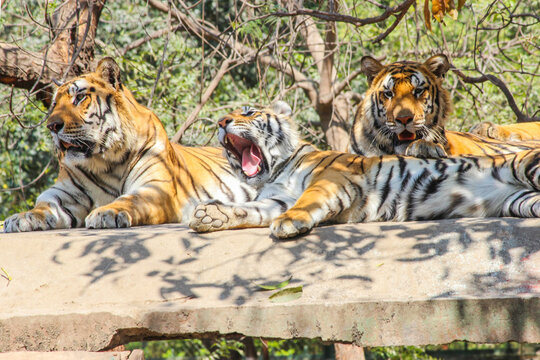 A young Tiger cub yawning, Indian Tiger family sitting on rooftop in jungle and looking for hunt or prey,Indian national animal Tiger Family in zoo park background Image  