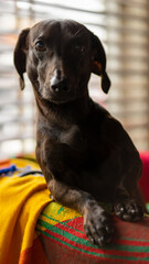 perro salchicha Dachshund negro