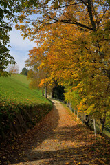 Naklejka premium Ein Wanderweg i einer herbstlichen Landschaft Südtirols