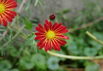 Red daisy flower in the garden with drops