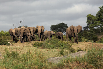 Fototapeta na wymiar Elephant (Loxodonta africana) family traveling in savanna. A large herd of African elephants on the horizon. A herd of elephants with their young goes to the water.