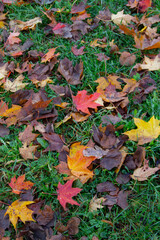 natural background of autumn leaves on green grass