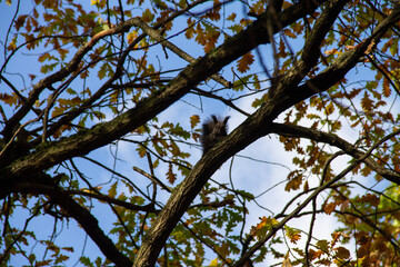 squirrel hiding on a branch of an autumn tree