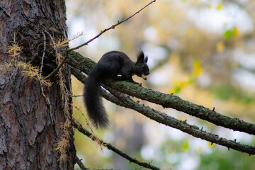 a black squirrel holds a nut in its teeth
