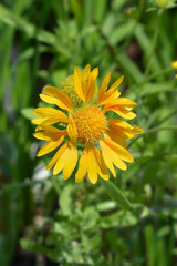 Yellow Blanket flower