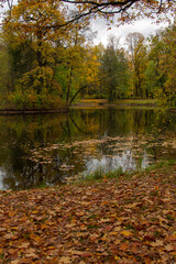 foliage on the shore and autumn forest reflected in the water