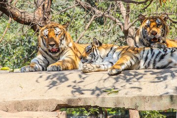 A family of Bengal tigers resting on concrete rooftop in big cage in zoo park in Indore, Indian national animal Tiger Family in zoo park background Image  
