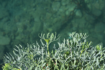 Sea fennel