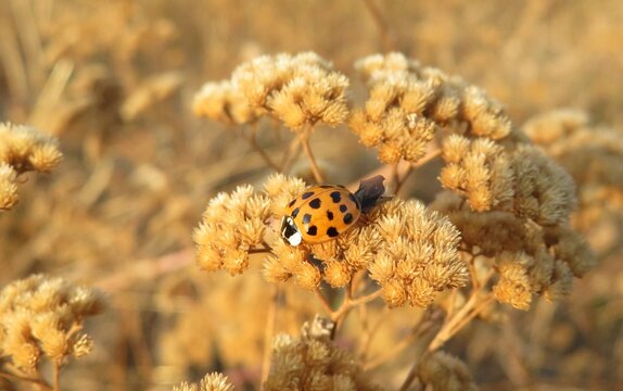 Yellow ladybug on dry yarrow plant in autumn season - Powered by Adobe
