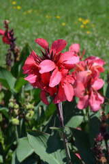 Canna lily Tropical Rose