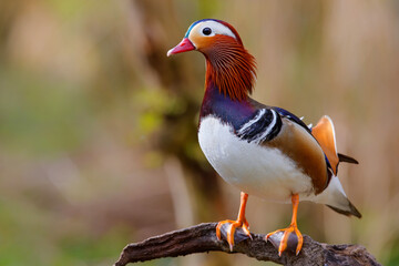 Male mandarin duck (Aix galericulata) standing outside the water on the edge of a pond in the Netherlands