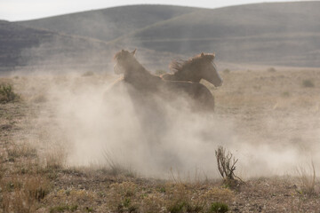 Fototapeta premium Pair of Wild Horse Stallions Fighting in Utah