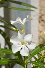 Common oleander