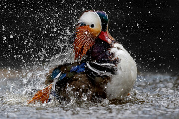 Male mandarin duck (Aix galericulata) bathing in a pond in the Netherlands with a black background
