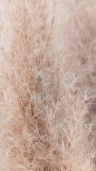 Pampas grass texture