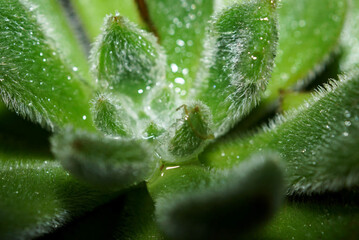 close up of a succulents