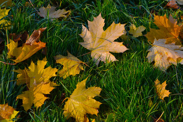 autumn leaves on grass