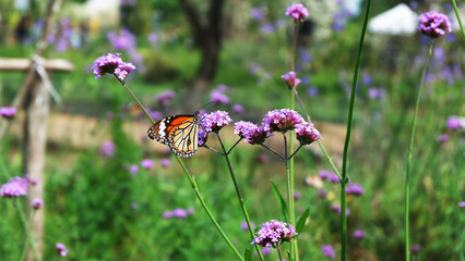 The butterfly in the little garden.