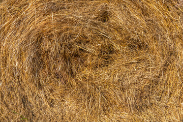 Hay close-up. Background image.