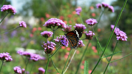 Butterfly in the little garden fair.