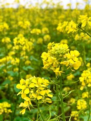 field of yellow flowers