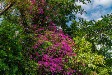 pink flowers in the garden