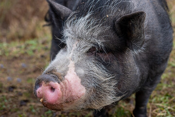 Big black pig's head with pink Piglet close up selective focus