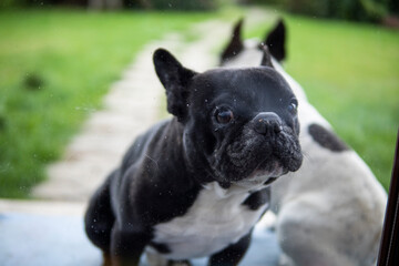 Two French Bulldogs sit on a yard behind the window.