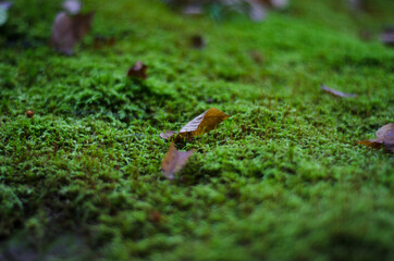 moss on a tree