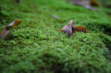 moss