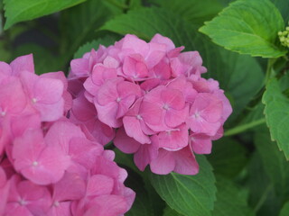 Pink buds of hydrangeas. The plant blooms in the garden.