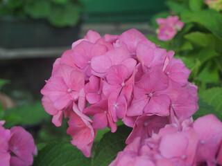 Pink buds of hydrangeas. The plant blooms in the garden.