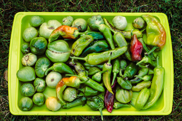 Colorful and organic vegetables photographed in the grass.