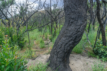 Verkohlte Korkeichen auf Korsika