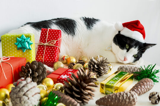 Close up portrait of Beautiful cat with red cap of Santa Claus and Christmas gifts.