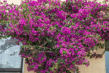 Purpurfarbige Bougainvillea an einer Hauswand