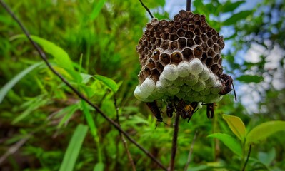 Indian Paper Wasp's building their nest 
on a twig. Larvae feeding inside the cell.