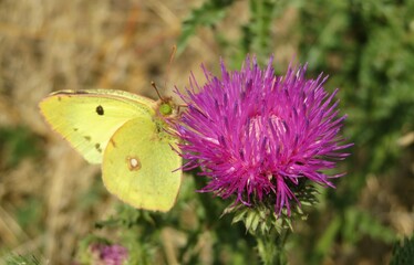 Beautiful yellow butterfly on thistle flower in the meadow, closeup