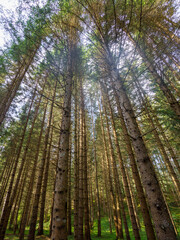 Obraz premium Cycleway of Pusteria valley at summer