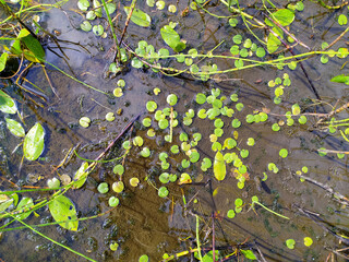 Naklejka premium The green leaves of aquatic plants float on the surface of the water. Overgrown pond in the summer. A wetland with grass in Russia