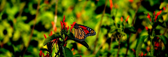 butterfly on the flower