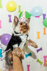 dog with birthday party hat