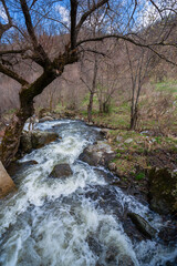 Forest landscape with mountain river at early spring, Armenia