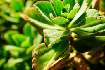 Fototapeta na wymiar close up of a succulent