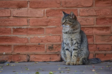 Obraz premium cat on the wall