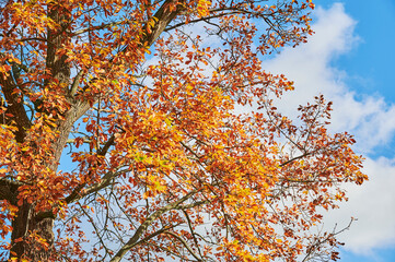 Colorful autumn leaves of an oak tree (genus Quercus) in the sunlight.