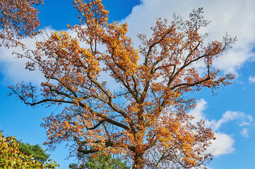 Colorful autumn leaves of an oak tree (genus Quercus) in the sunlight.