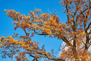 Colorful autumn leaves of an oak tree (genus Quercus) in the sunlight.