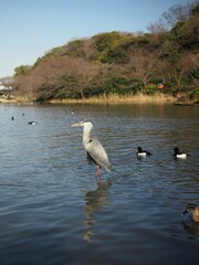 seagull on the shore Japan