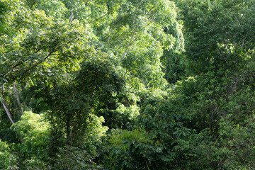 Beautiful aerial view of the green Rain Forest trees in costa Rica